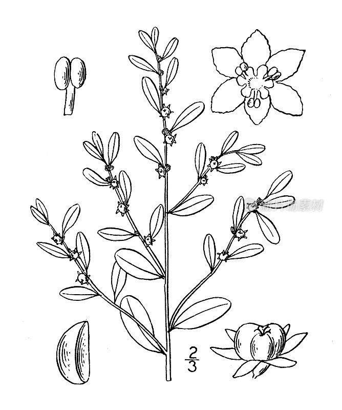 古植物学植物插图:Phyllanthus Carolinensis, Carolina Phyllantus
